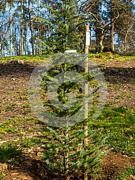 Weeping cedar in forest in process of reforesting photo