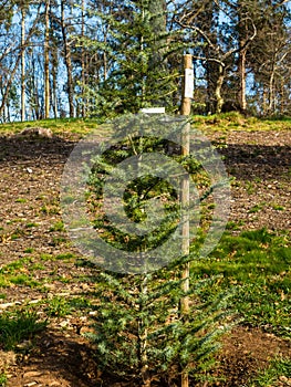 Weeping cedar in forest in process of reforesting