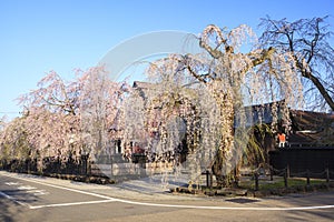 Weeping Cherries of Kakunodate