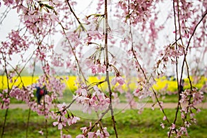 Weeping cherry blossoms and yellow nanohana field at Gongendo Park,Satte,Saitama,Japan.