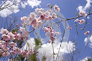 Weeping Cherry - Blue Sky