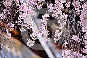 Weeping cherry flower with japanese temple