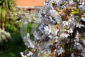 Weeping cherry tree