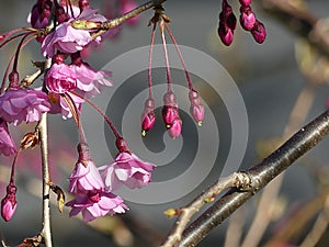 Weeping Cherry Tree in Bloom. Close up of Buds and Flowers.