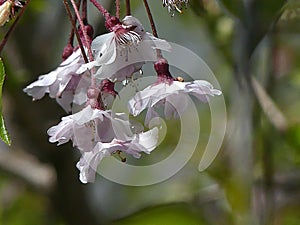 Weeping Cherry Tree in Bloom. Close up of Flowers.