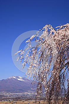 Weeping cherry tree and mountain