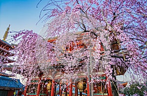 Weeping cherry tree and Sensoji Temple