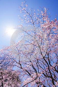 Weeping cherry tree and sunny blue sky