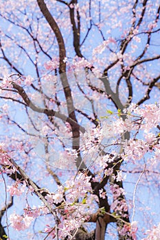 Weeping cherry tree and sunny blue sky