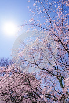 Weeping cherry tree and sunny blue sky