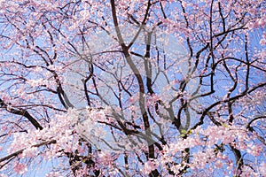 Weeping cherry tree and sunny blue sky