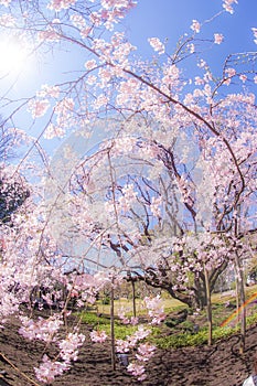 Weeping cherry tree and sunny blue sky