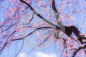 Weeping cherry tree and sunny blue sky