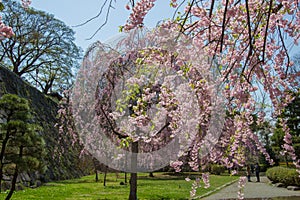 Weeping cherry treeShidarezakura and the stone walls at Morioka castle ruins parkIwate Park,Iwate,Tohoku,Japan.