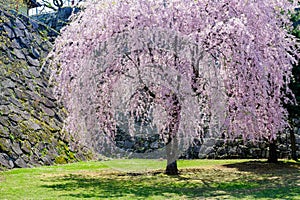 Weeping cherry treeShidarezakura and the stone walls at Morioka castle ruins parkIwate Park, Iwate, Tohoku, Japan.