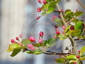The blooming Malus halliana in spring