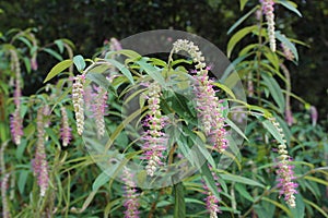 Weeping, drooping stalks filled with pink and white flowers on a shrub in North Carolina