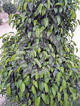 WEEPING FIG