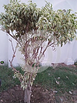 WEEPING FIG