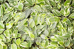 Weeping fig, benjamin fig, ficus tree leaves close up texture. Variegated ficus benjamina starlight tree leaves