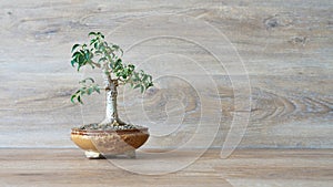 Weeping fig, Ficus Benjamina as bonsai against a background of wood with copy space
