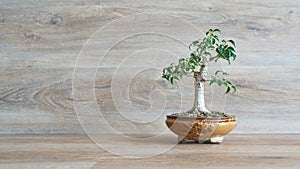 Weeping fig, Ficus Benjamina as bonsai with copy space on the left side