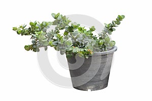 Weeping fig or Ficus benjamina in black pot isolated on white background.