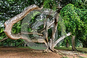 Weeping fig or Ficus benjamina