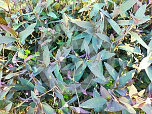 Weeping Fig Ficus Tree Seeds (Ficus benjamina)