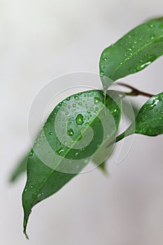 weeping fig leaves with water drops