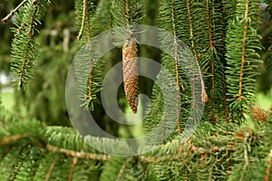 Weeping fir tree with a hanging cone photo