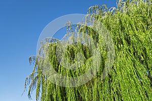 Weeping  golden curls willow tree summer on a beautiful clear blue sky day