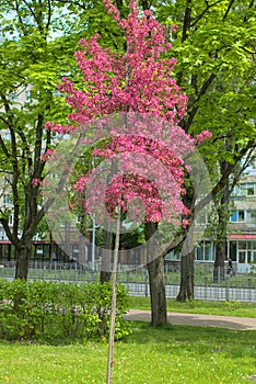 A Weeping Japanese Crabapple Tree in Full Bloom.