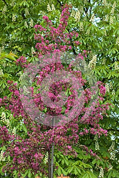 A Weeping Japanese Crabapple Tree in Full Bloom.