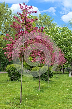 A Weeping Japanese Crabapple Tree in Full Bloom.