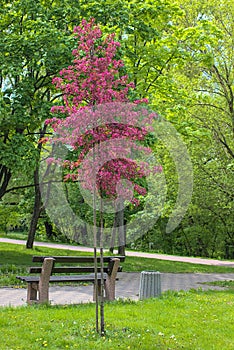 A Weeping Japanese Crabapple Tree in Full Bloom.