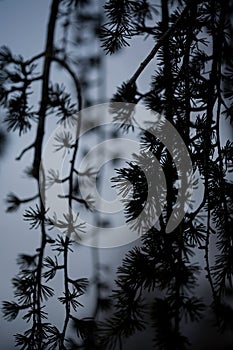 Weeping Japanese larch pine tree at dusk