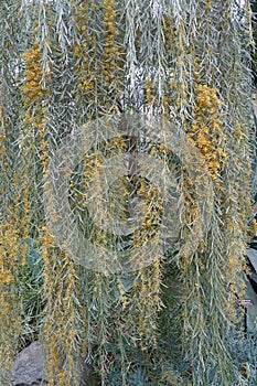 Weeping myall tree with pale yellow flowers, native to Australia