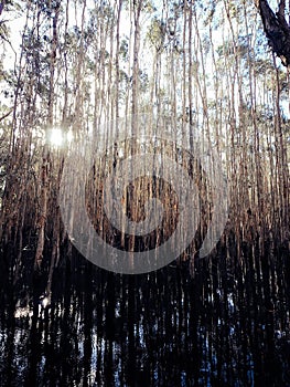 Weeping paperback Melaleuca Leucadendra