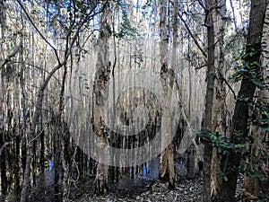 Weeping paperback Melaleuca Leucadendra