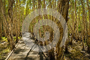 Weeping paperback Melaleuca Leucadendra around a boardwalk in Mackay