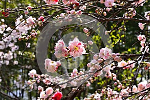 Weeping peach flowers at Japanese garden, Kyoto Japan