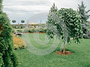 Weeping Pendula elm tree on green lawn. Landscape design decorative form. Dwarf habit dwarf form - botanical name is