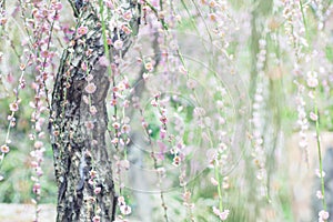 Weeping Plum Blossom in green background from Jonangu Shrine Jonan-gu garden in Kyoto, Japan.