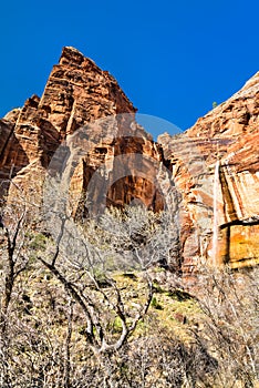 Weeping Rock Waterfall in Zion National Park