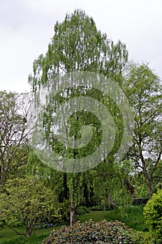 Weeping or Silver birch tree. Betula pendula