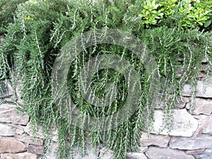 Weeping trailing rosemary plant cascading down a rock wall