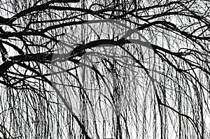 Weeping tree