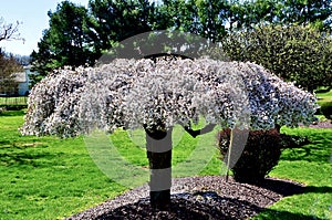 Weeping White Cherry Blossom in Spring