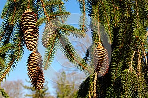 Weeping White Pine Tree